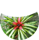 MIKE'S PLANTS