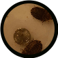 10 ct DISCOID ROACHES mixed&nbsp; Small &amp; dime size