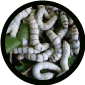 25 CT Silk Worms