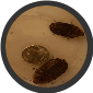 10 ct DISCOID ROACHES mixed&nbsp; Small &amp; dime size