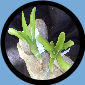 Neo. Carlinae X FireBall #5