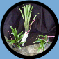 Aechmea Calyculata X Recurvata
