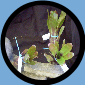 Neo. Laevis V. Maculata BAB249