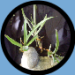 Aechmea species Pemambuco