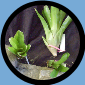 Neo. Hula Lady