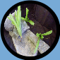 Neo. Crispata