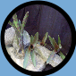 Neo. Ampullacea Tigeina