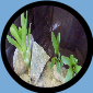 Neo. Olens X Concentrica FairChild R1F