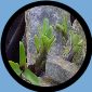 Neo. Dungsiana