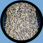 ( 1000 COUNT ) SUPER WORMS