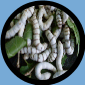 ( LIMITED TIME ONLY ) SILK WORMS ( 50 COUNT MED )