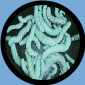 HORN WORMS (12) count