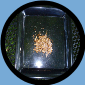 ( 1000 COUNT ) MEAL WORMS