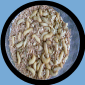 WAX WORMS (250)COUNT